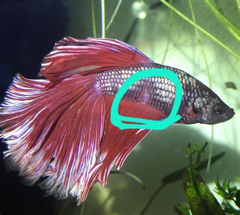 betta fish with white spots